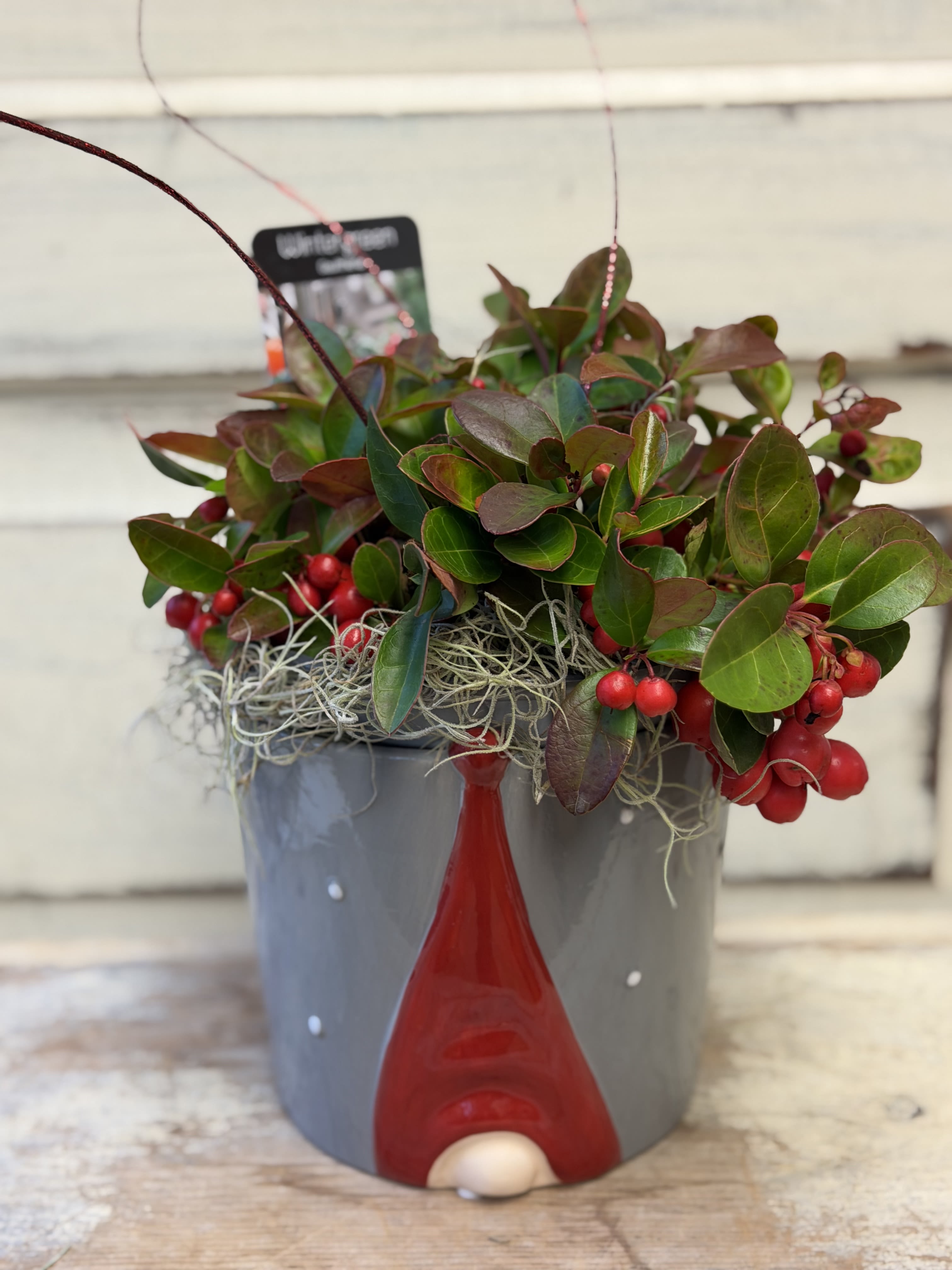 Wintergreen Plant in Gnome Pot - An adorable 6x7&quot; container holds a long lasting wintergreen plant that is an evergreen with bright red berries. Moss and curly branches add the finishing touches.