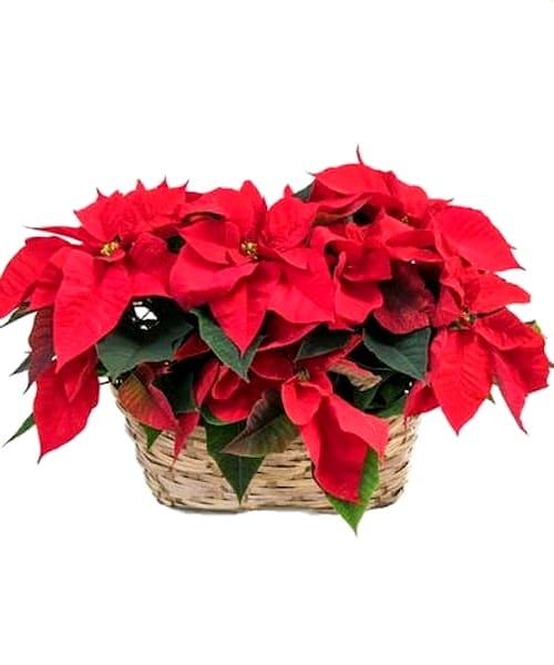 [TT-2POINS]:  Double Poinsettia Basket - Double your decorative spirit by giving not one, but two red poinsettias in a festive basket.  Two poinsettias planted in 6&quot; pots arrive in a basket tied with a red velvet ribbon.  Approximately 20&quot; W x 14&quot; H  