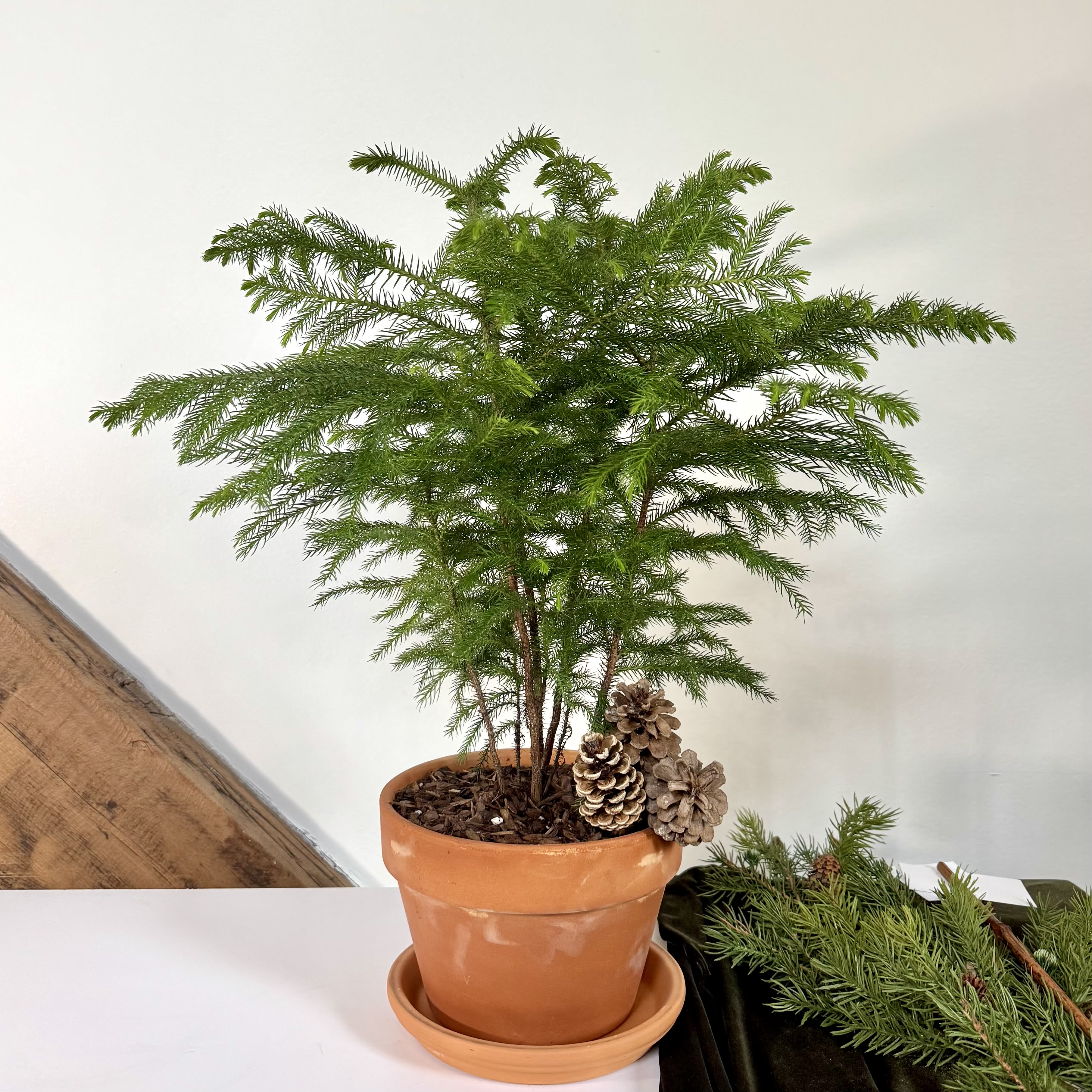 Fresh Norfolk Pine Tree - This graceful and festive tree is a lovely holiday decoration that is easy to grow all year round with soft needles and a delicate shape, it makes a delightful gift in our terra cotta pot. Prefers Partial to Bright light — Bright indirect to full sun. 24-28&quot; tall including pot. 
