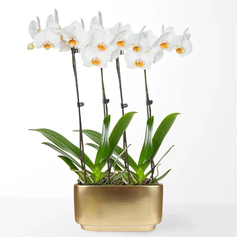 Holiday White Orchid Duo - This elegant large white orchid planter was is a perfect centerpiece for your holiday table.
