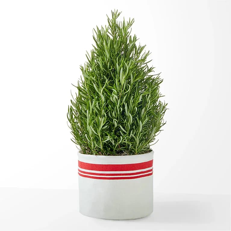 Good Cheer Rosemary Tree - Celebrate the season with a fragrant rosemary tree, perfect for the holidays! This evergreen beauty brings a touch of festive greenery to your home while filling the air with its fresh, aromatic scent. Ideal for holiday décor or as a thoughtful gift, this rosemary tree adds charm and cheer to any space.