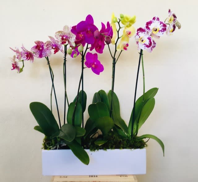 Rainbow Orchids - Orchid Plants in ceramic white container