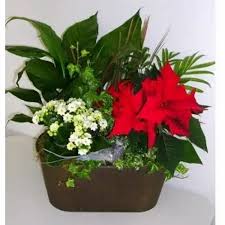 DISH GARDEN WITH POINSETTA - ADD A LITTLE HOLIDAY CHEER TO THIS DISH GARDEN WITH A LOVELY RED POINSETTIA