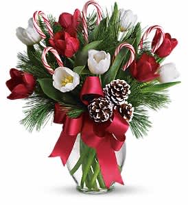 By Golly It's Jolly - Imagine what would happen if you combined everyone's holiday favorites and arranged them in a beautiful Christmas bouquet. The results would be very sweet indeed, as they are in this fantastic gift!  Bright red and white tulips, real candy canes, pinecones and holiday greens in a pretty ginger vase come all wrapped up in a pretty holiday bow. Eye candy with real candy, what a treat.  Approximately 14" W x 15 1/2" H  Orientation: All-Around  As Shown : T118-2A Deluxe : T118-2B Premium : T118-2C