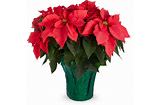 10 IN POINSETTIA - A BEAUTIFUL RED OR WHITE 10 IN POINSETTIA IN GREEN OR GOLD FOIL 