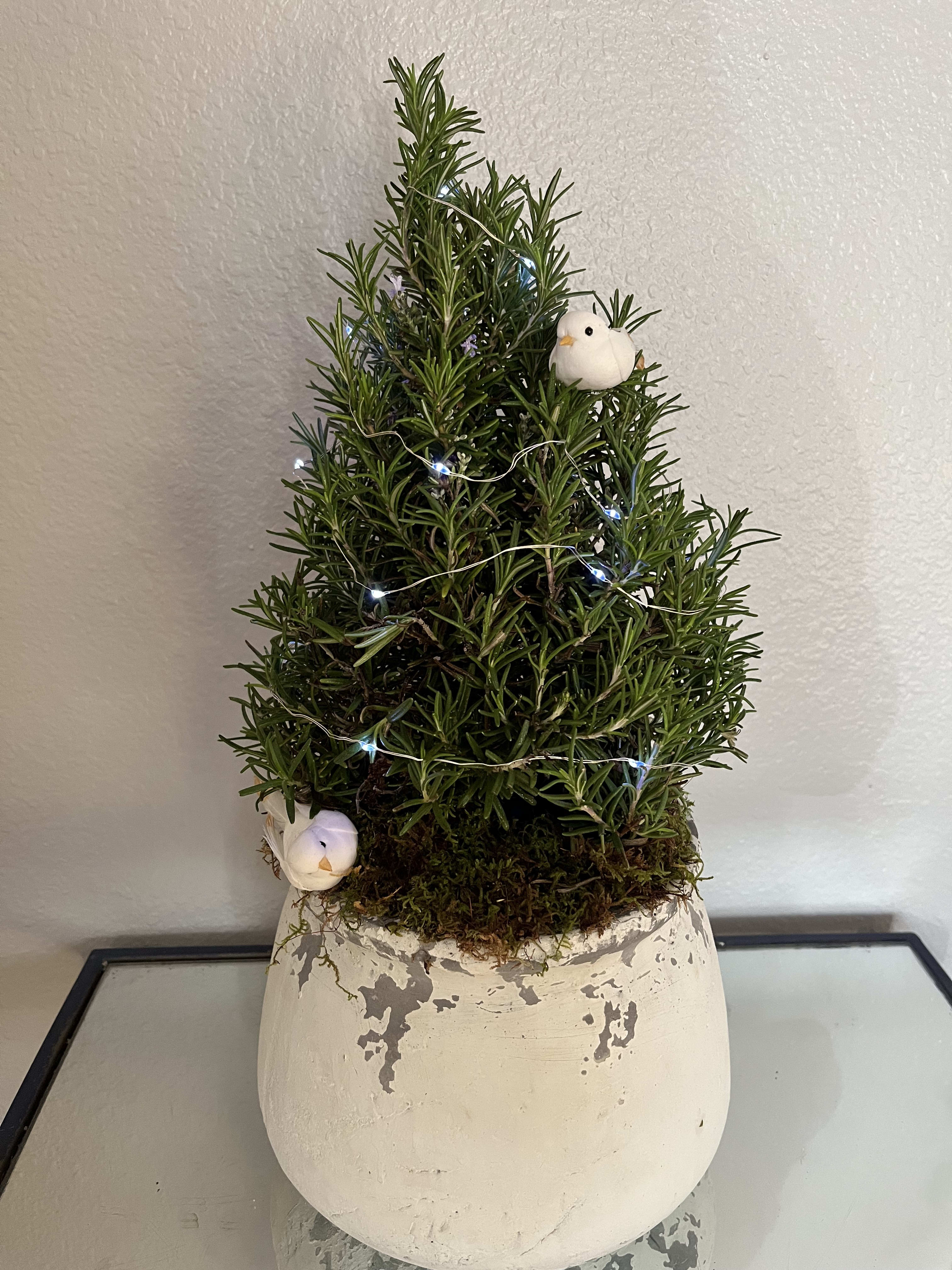 Rosemary Tree - Send this aromatic rosemary tree dressed in Christmas lights with two lovebirds 