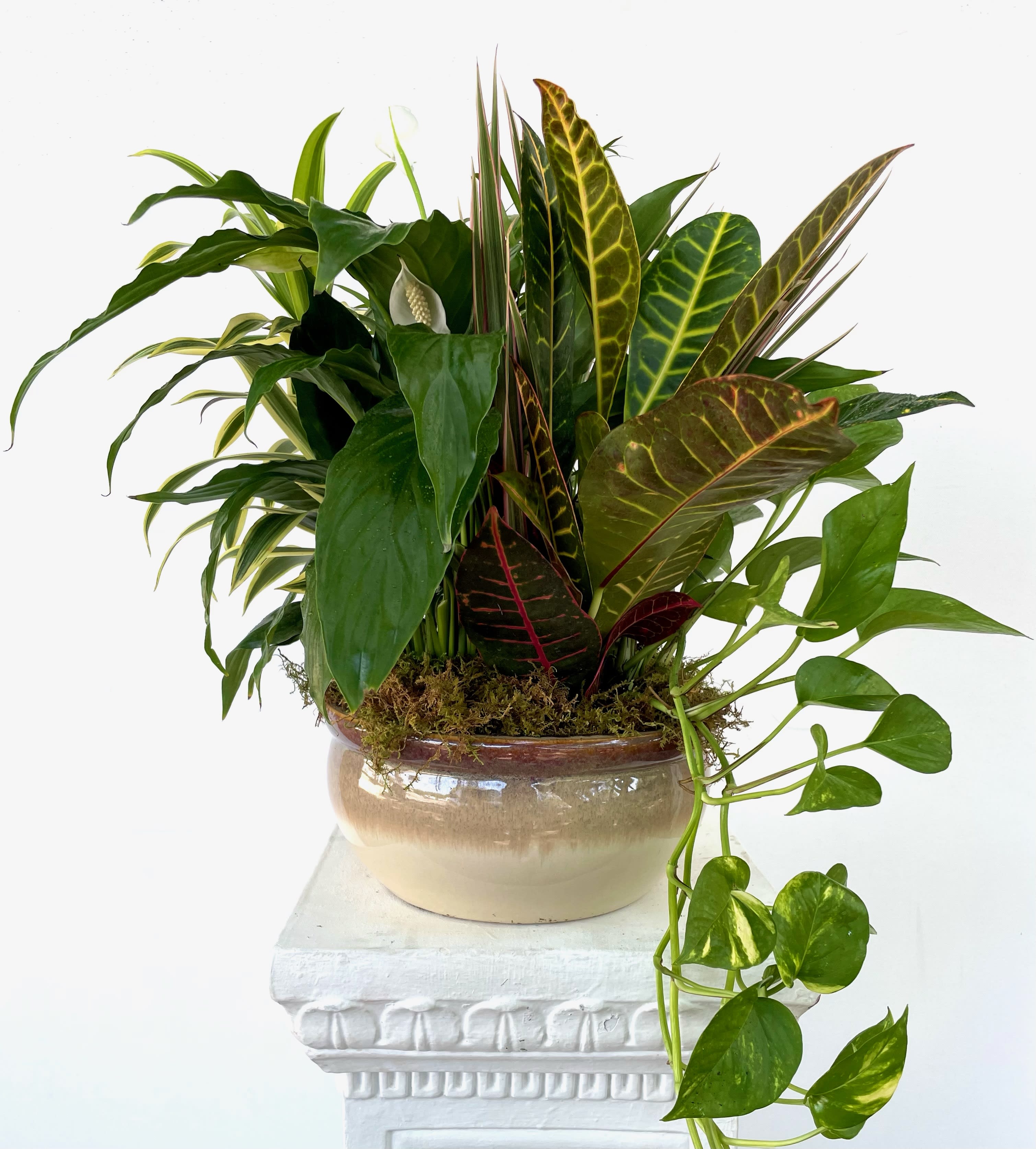 Medium Dish Garden - This low bowl filled with living plants will also carry comfort and compassion for many months to come. Perfect to send to the home or service. One planter arrives filled with dracaena ivy palm spathiphyllum and syngonium plants.Approximately 14&quot; W x 15&quot; H Orientation: All-Around As Shown : T212-2A