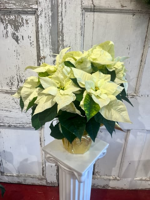 White Poinsettia - A beautiful &amp;  full white poinsettia. 