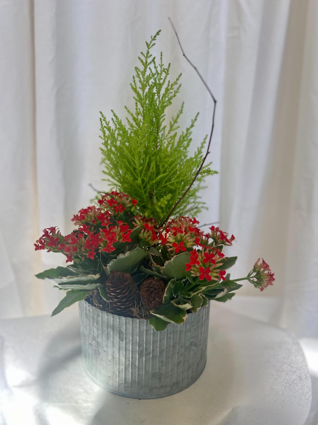 Holiday Cheer - Cypress tree nestled with red blooming kolanchoe set in round tin planter with birch and pine cone accessories