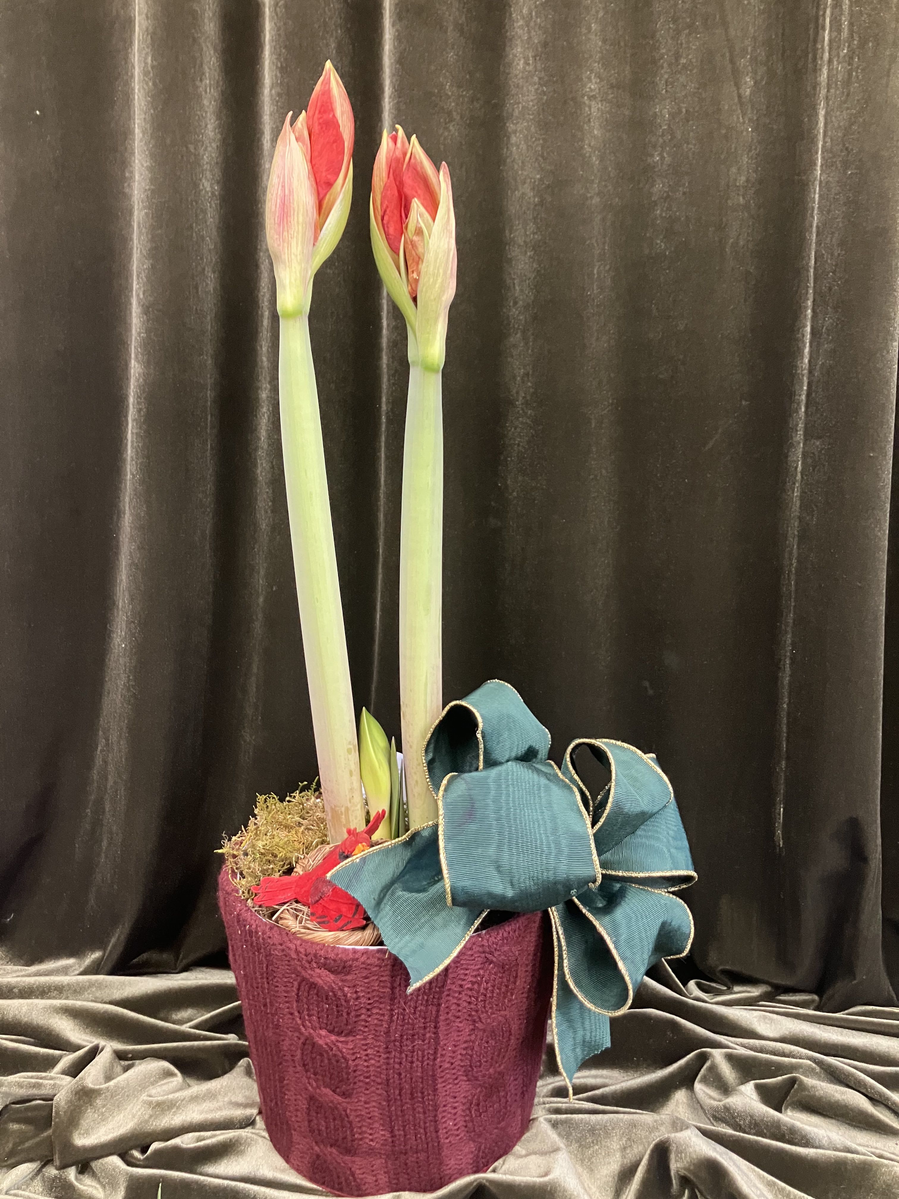 Red Amaryllis Plant - Large multi bloom amaryllis plant! Decorated with green ribbon, and a nest with a cardinal bird 