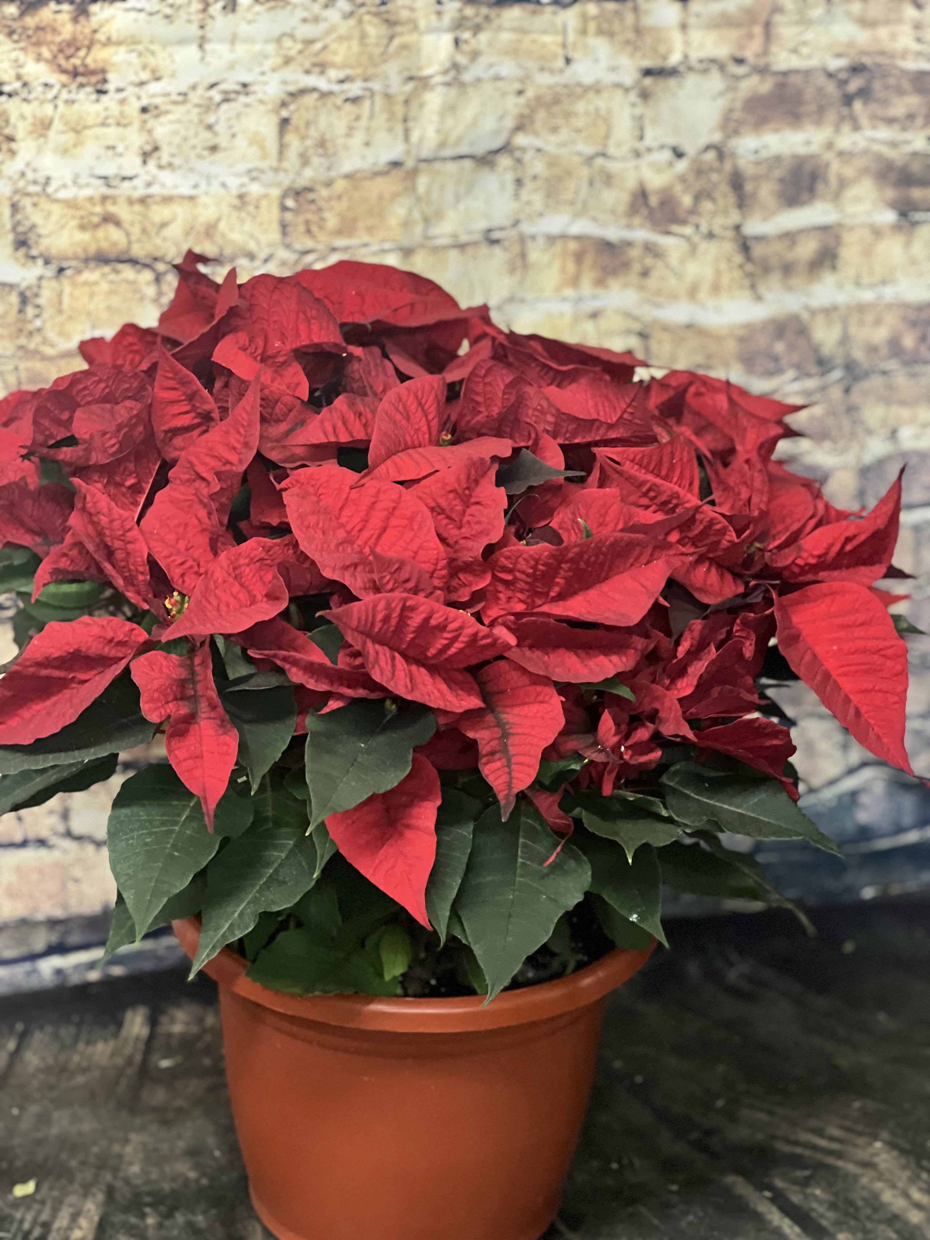 Poinsettia (Large) - Nothing says Christmas like a big red poinsettia! A popular Christmas decoration, send this red poinsettia plant as a holiday gift - or keep it for yourself! The large flowering plant will be specially delivered by a local florist. Start a Christmas tradition this year!