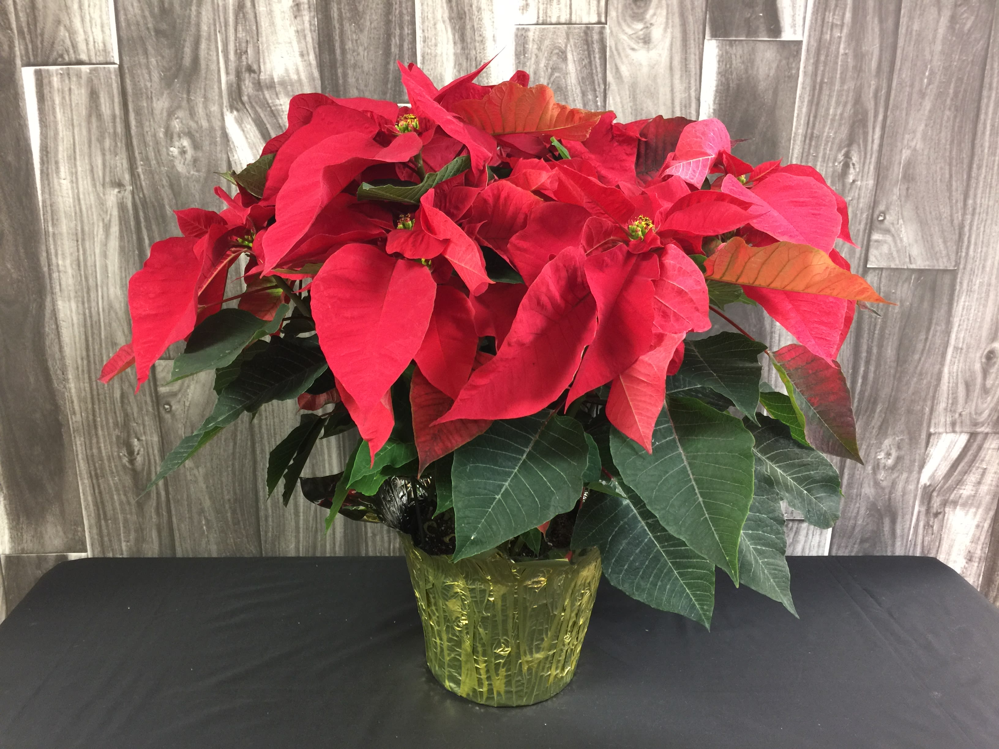8&quot; Christmas Poinsettia - Warmly toast the holidays with a bright red poinsettia plant. This traditional favorite brings good cheer that will last throughout the winter holiday season. 