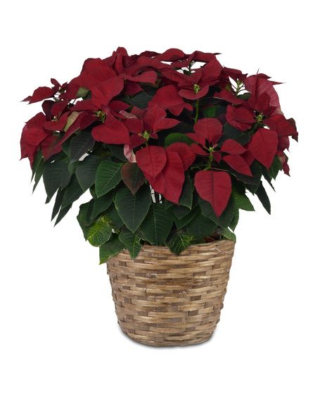 Large Poinsettia in Basket - A beautiful red poinsettia plant in a basket. Perfect for the holiday season! The deluxe size comes with a seasonal bow.