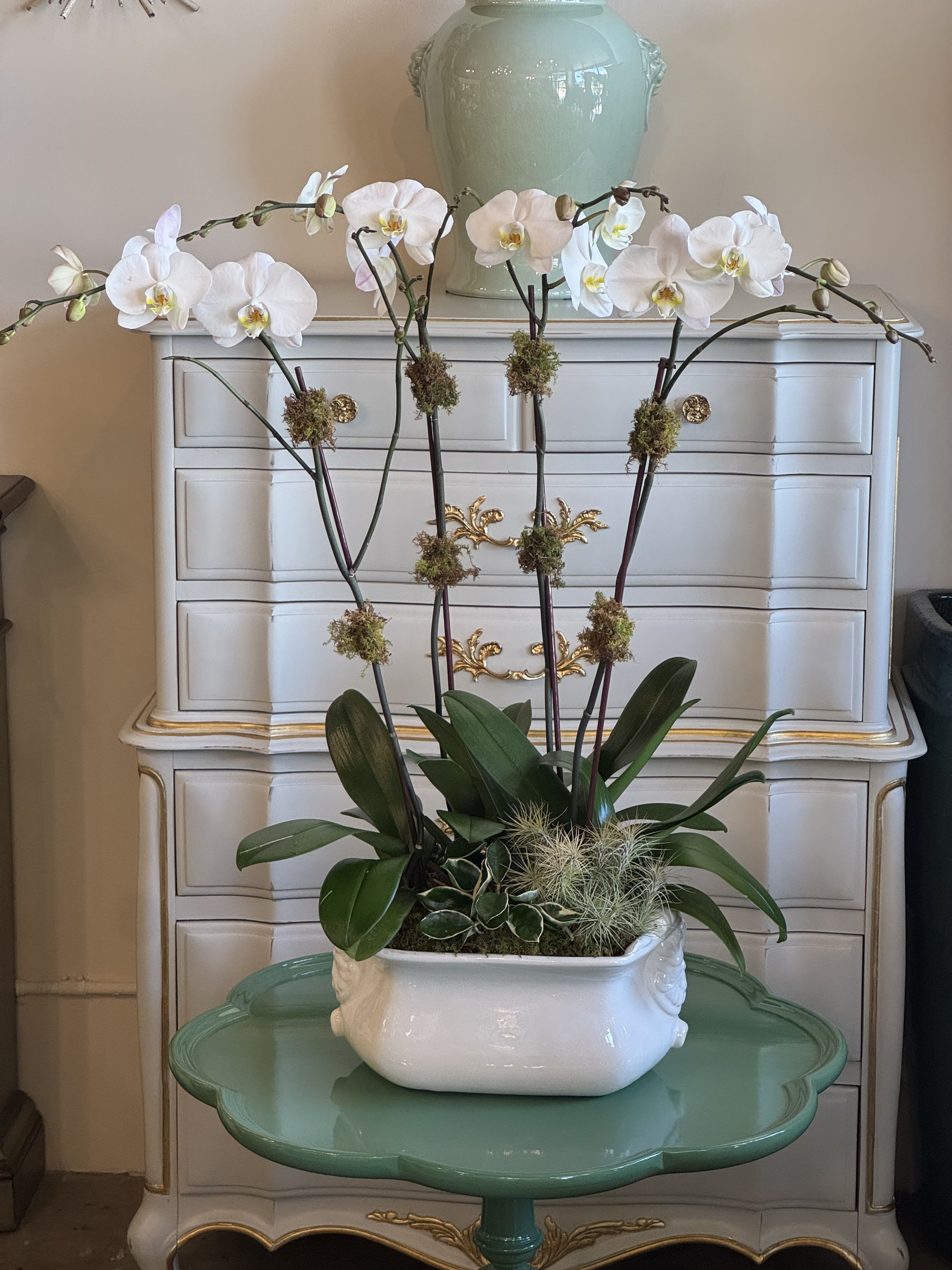 French Orchid Garden - A breathtaking display of elegance, Spectacularly White features four tall, pristine white Phalaenopsis orchids, beautifully complemented by seasonal plants, all arranged in a stunning large French country ceramic pot. This sophisticated arrangement makes an impressive statement in any entryway, living room, or any space that deserves a touch of refined beauty.  Please note: The color of orchids and the ceramic pot may vary depending on availability, ensuring a unique and fresh design with each arrangement.  Care Instructions: To keep your orchids looking their best, water them moderately every other week using a spray bottle. Dampening the soil is enough—be sure not to overwater. Place your orchids in a spot with bright, indirect light, and avoid direct sunlight or exposure to air conditioning, which can cause them to dry out. With proper care, your orchids will continue to thrive and add elegance to your space for an extended period.