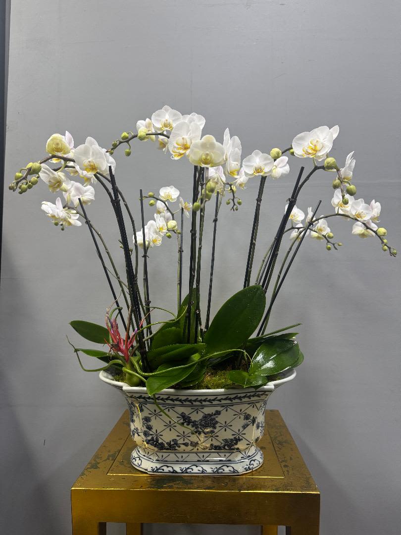 Island Chic - Bring a piece of paradise into your space with Island Chic. This elegant arrangement features beautiful mini orchids, perfectly placed in a designer blue and white ceramic pot. Whether you're looking to brighten your home or give a unique gift, this chic and tropical design is sure to make a statement.  Please note: The color of orchids and the ceramic pot may vary depending on availability, ensuring each arrangement is fresh and unique.  Orchid Care: To keep your Phalaenopsis orchids looking their best, water them moderately every other week using a spray bottle. Dampening the soil is sufficient—be sure not to overwater. Place your orchids in a spot with bright, indirect light, and avoid direct sunlight or exposure to air conditioning. Orchids thrive best when kept in a location with steady warmth and humidity. With proper care, your orchids will continue to bloom and add beauty to your space for a long time.