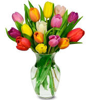 15 Stem Rainbow Tulips - Tulips are classically beautiful, representing rebirth, charity, or deep love, depending on context. Every special moment deserves appreciation, and these bold blossoms are sure to remind your friend or loved one just how much they are appreciated. Blooms may take 2-3 days to open up, as shown in product photo.