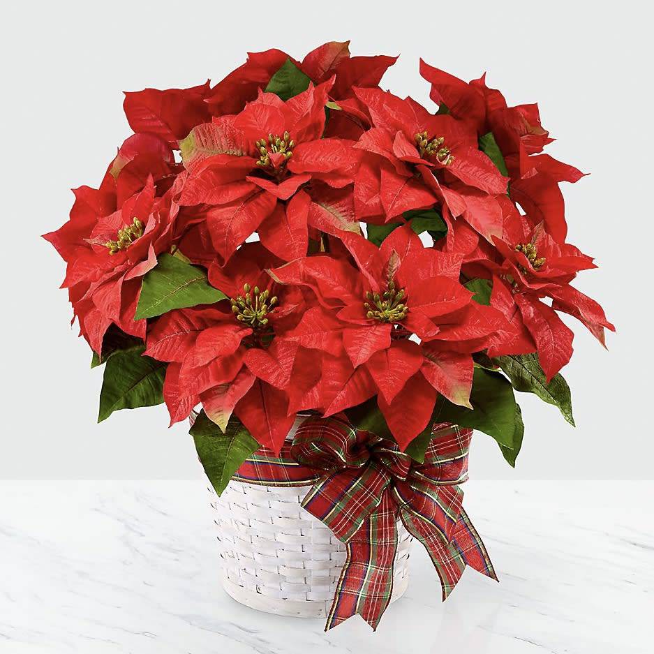 Happiest Holidays Poinsettia Plant - It truly isn’t the holidays without the Happiest Holidays Poinsettia Plant. With its crisp white basket and festive ribbon, our Happiest Holidays Poinsettia instantly makes every home feel festive and ready for every occasion. - 8&quot; Pot&nbsp;   