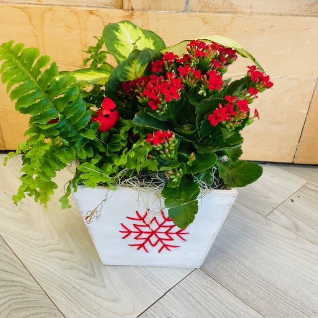 Christmas Dish Garden  - A assortment of plants in a beautiful holiday themed box. Color may vary.
