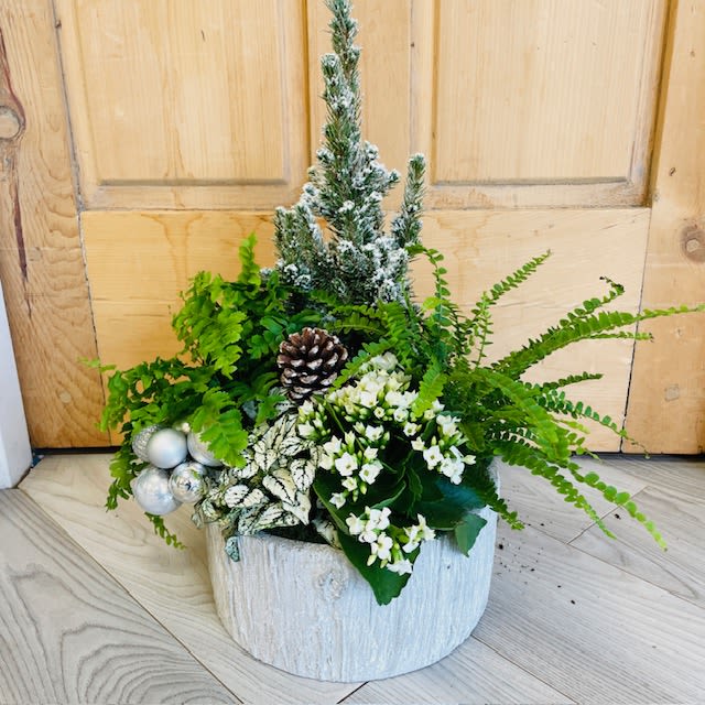 Oh Christmas Tree Dish Garden - This holiday themed dished garden includes 5 plants and seasonal decor.
