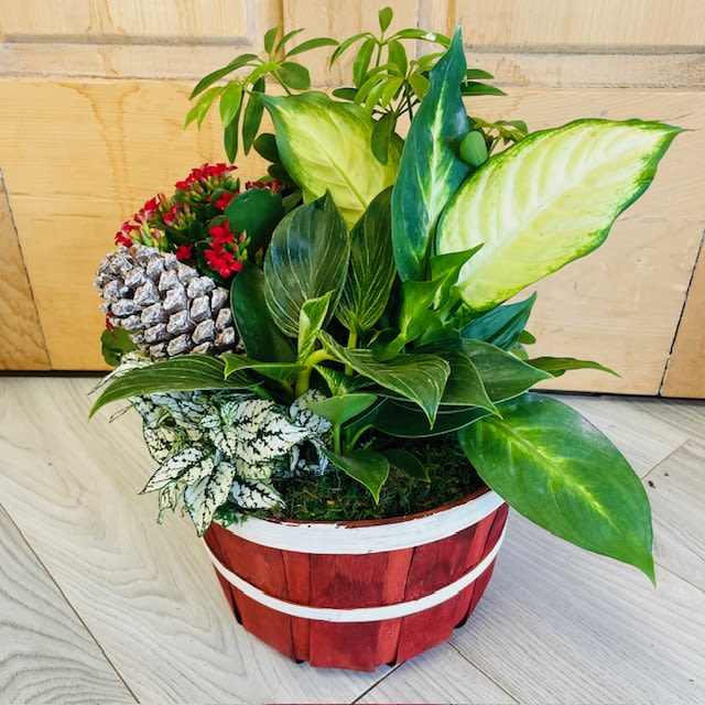 Holiday Dish Garden - A seasonal assortment of plants. As pictured.