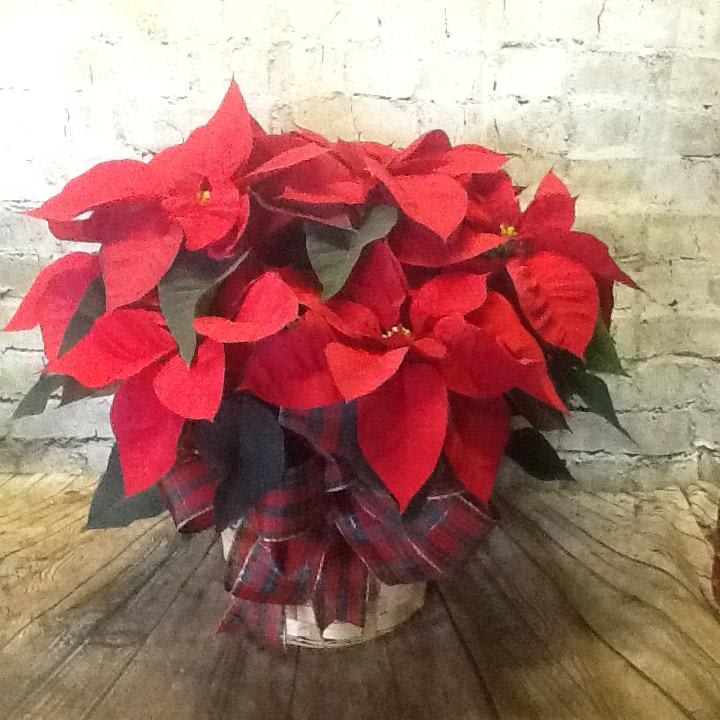 Large red poinsettia plant - The red poinsettia is a Christmas classic. Delivered in a charming bamboo basket and trimmed with festive ribbon.   Approximately  18&quot;x18&quot;