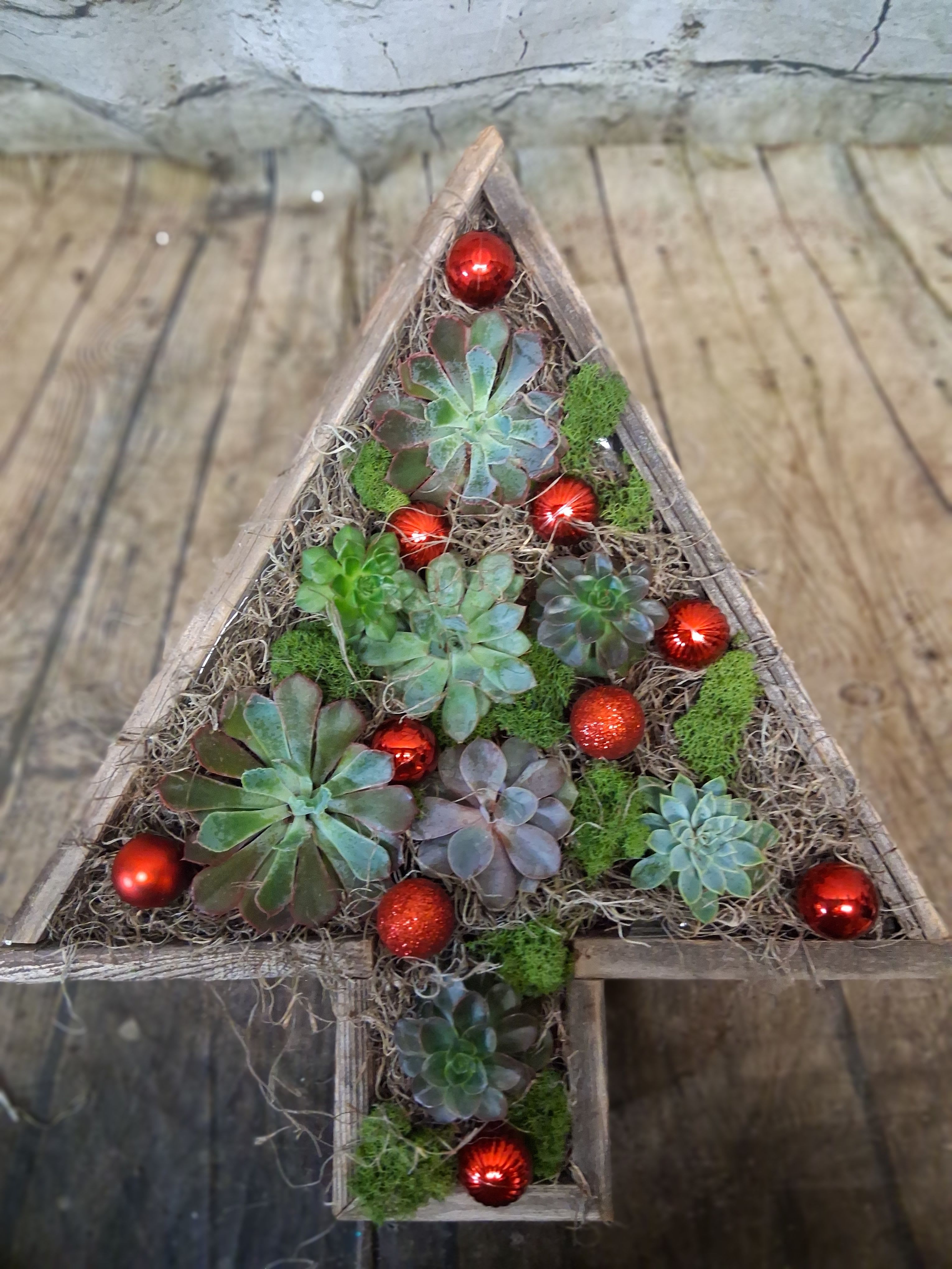 The Gift of Green -   Elevate your holiday decor with the Gift Of Green, a unique, long-lasting alternative to traditional festive arrangements!  This stunning display artfully combines the sleek, contemporary beauty of succulents with the timeless shape of a Christmas tree, all housed in a rustic wooden planter.     A captivating assortment of lush, healthy succulents (Echeveria, Sempervivum, and other varieties) arranged to fill the triangular &quot;tree&quot; frame.  Embellished with vibrant red mini ornaments and soft, green and brown moss accents for a pop of holiday color and texture.   The succulents are nestled in a sturdy, naturally finished wooden tree-shaped planter made from reclaimed wood.    * **Long-Lasting Gift:**  this planter is a sustainable, low-maintenance decoration that can be enjoyed throughout the holiday season and well into the new year. It's the perfect gift for plant lovers!   Apparently 17&quot;h x 15&quot;w