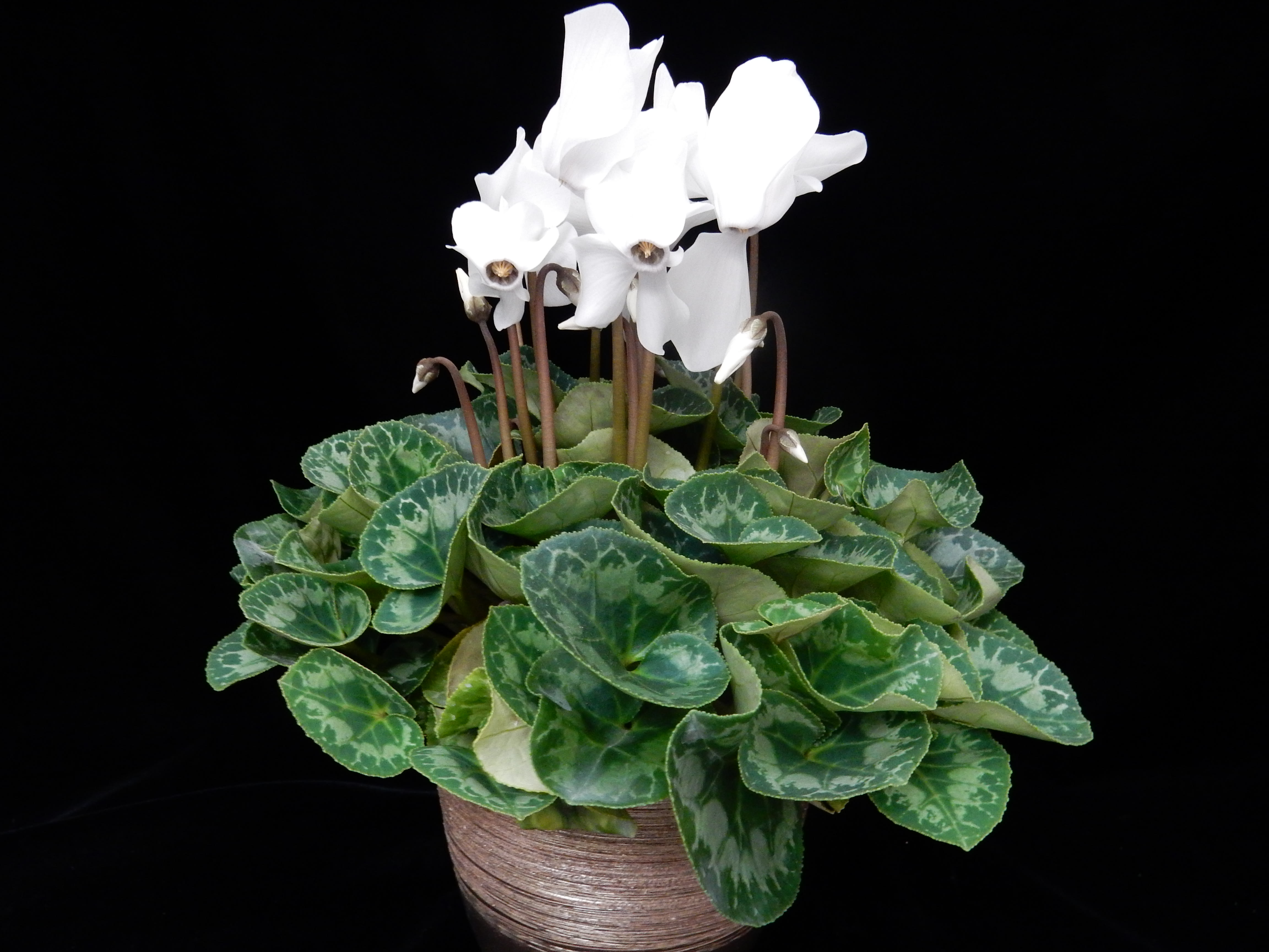 Cyclamen Plant - You can change the color to red, pink, hot pink in the special instruction box