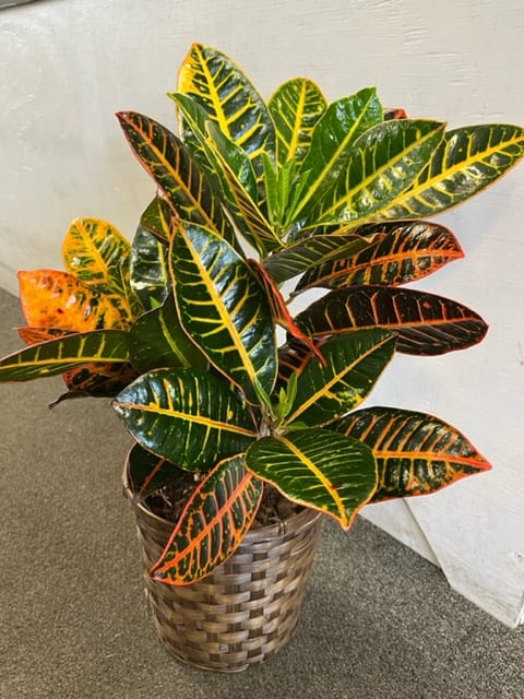 Croton - Plant