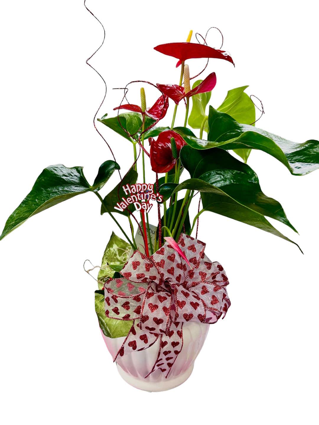 The red anthurium plant - What's better then sending an actual heart on Valentines Day. Anthuriums are known for their long-lived blooms and are the world's longest blooming houseplant. They can have many flowers on them, and some varieties come in other colors, such as purple, lavender, pink, and hot-orange. This is a 6 inch plant in a beautiful white ceramic planter, decorated with curly ting, red bow &amp; a Happy Valentines Day pick.