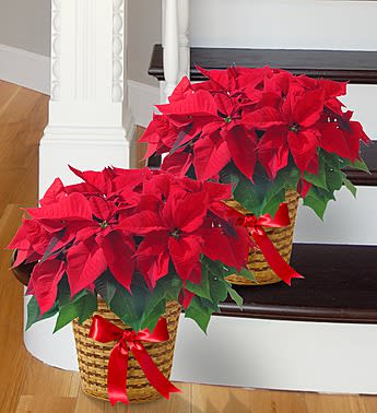 Poinsettia Packages (2, 3 or 4 plants) - Our classic red poinsettia is already a staple of the holiday season, so we thought, the more, the merrier! Available in sets of two, three, or four. Each radiant blooming plant is a 8 inch potted plant, arranged inside a basket finished off with a red satin bow, holiday greens and balls. Personally hand-delivered, these festive poinsettias will spread their classic beauty throughout the home or office while filling everyone with the Christmas spirit.