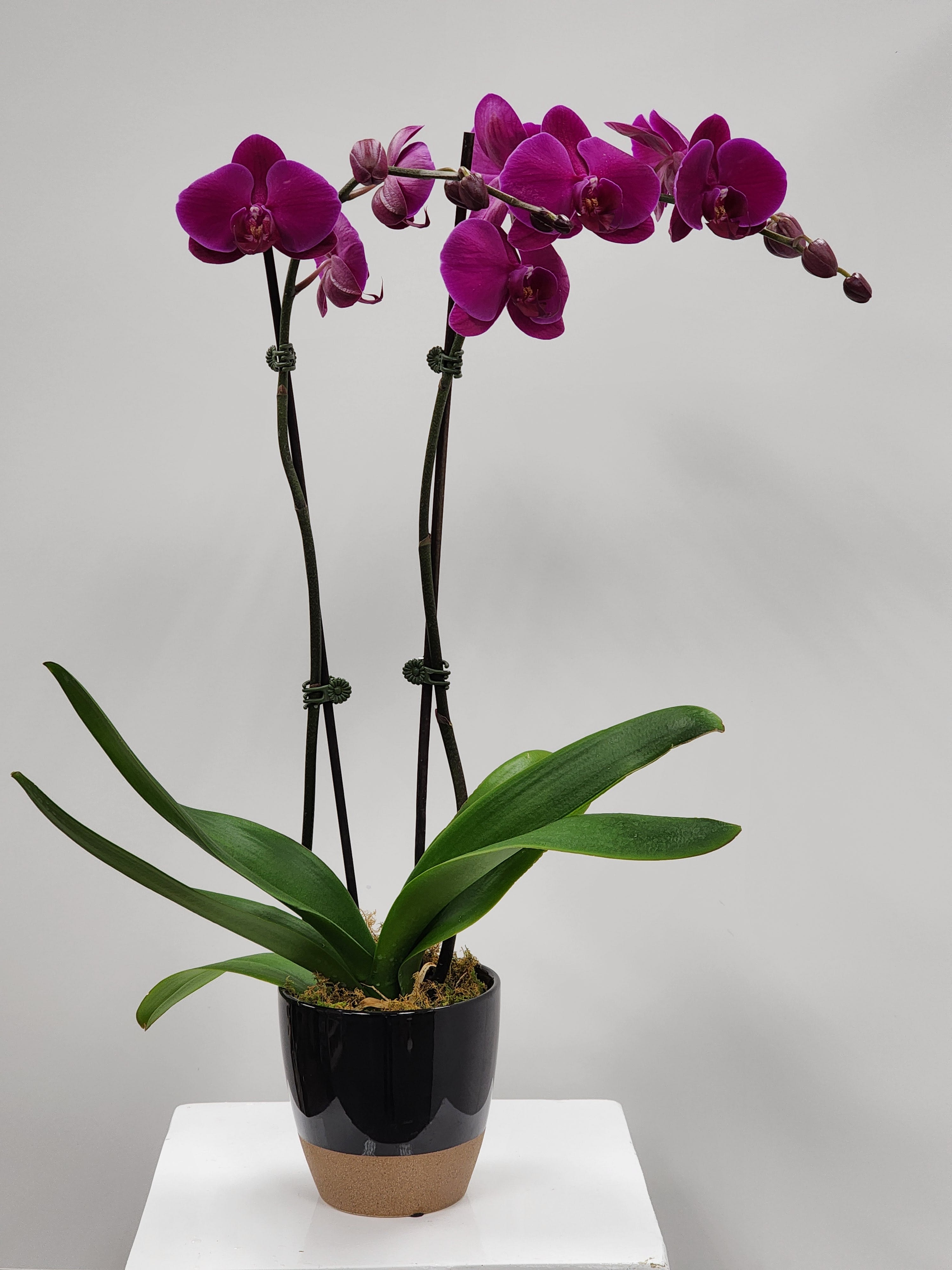 Purple Orchid Planter - Select this stunning purple Phalaenopsis orchid in a ceramic pot.  Exact color and container may vary. Approximately 26" x 11" x 11".