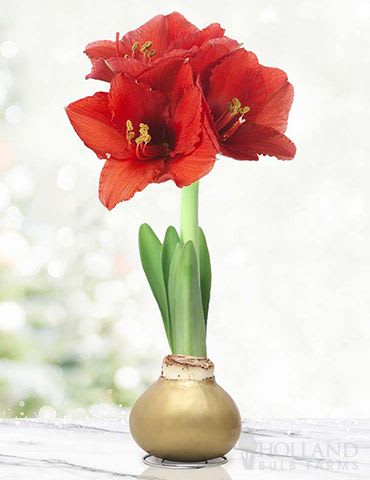 Gold Waxed Amaryllis Bulb * Bulbs are currently sprouting and should bloom around Christmas * Photo for bloom color reference - Waxed amaryllis bulbs offer effortless beauty and bold seasonal color. Each bulb is hand-dipped in decorative wax and requires no soil or watering—just place it in a bright spot and watch it grow. With stunning blooms and stylish finishes, waxed amaryllis makes an ideal gift, centerpiece, or easy-care addition to any home décor. * Bulbs are currently sprouting and should bloom around Christmas