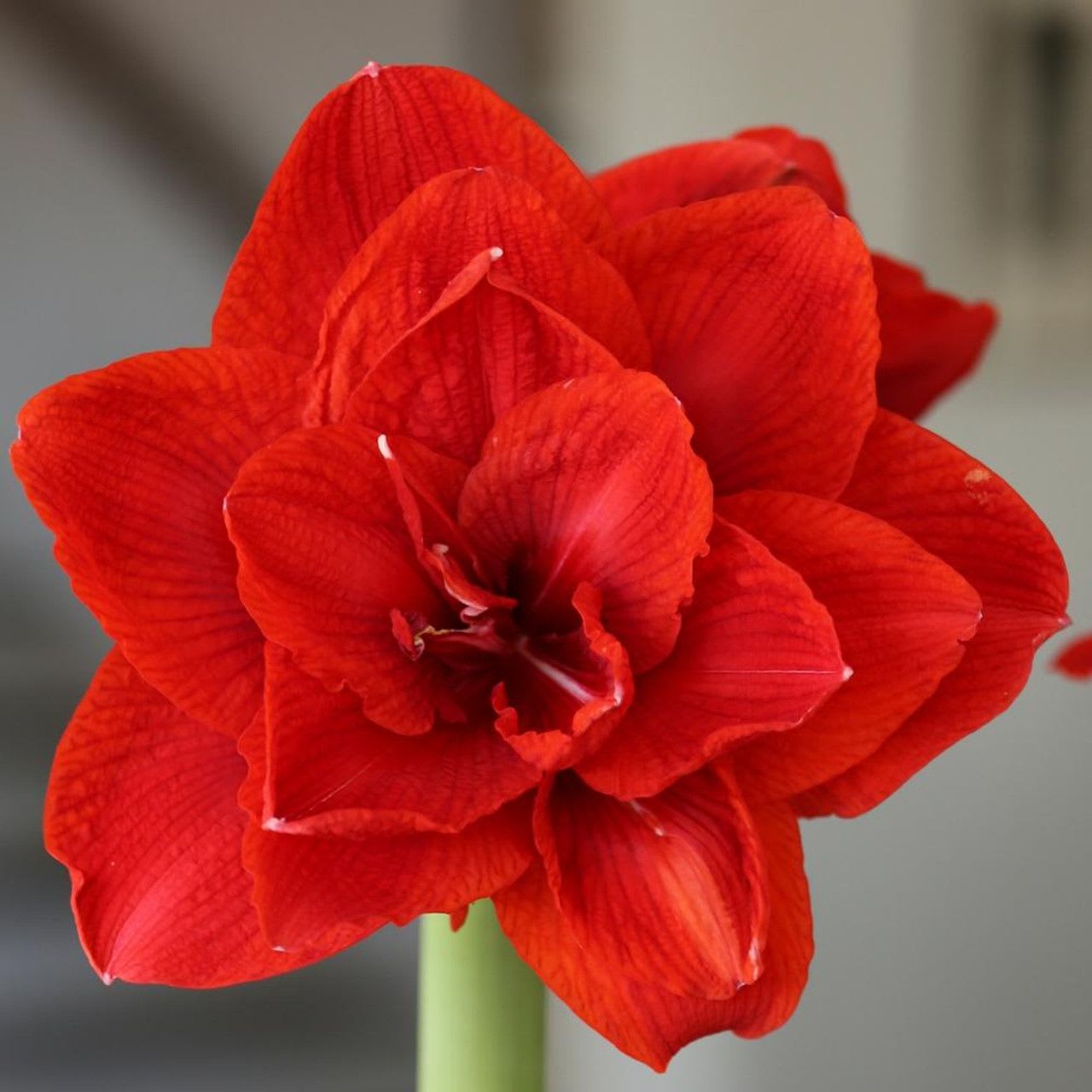 Potted Amaryllis - A showstopping Dutch-imported amaryllis bulb potted in potted in a ceramic vessel with moss and decorative rock accents. Once you are done enjoying the blooms, you can save the bulb for repotting next year.  Current offerings include: A white amaryllis in a sage green ceramic pot, or double red amaryllis potted in either a gold pot or a white ceramic pot with saucer.  Please note that the photo is an example of amaryllis at or near its peak; we consciously choose bulbs that have not yet achieved their full bloom so that your recipient may enjoy the full splendor of the blooming process. 