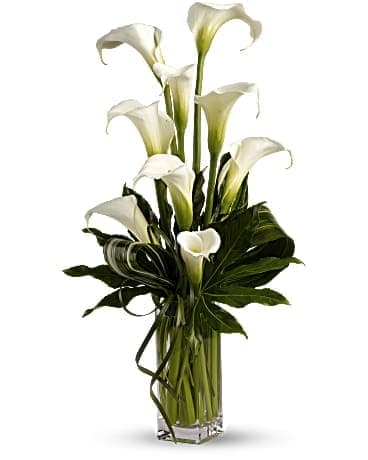 My Fair Lady - Who's the fairest of them all? Elegant callas, without a doubt. The graceful white flowers are accented with Zen greenery in a tall glass vase for a modern, romantic arrangement. Eleven large white calla lilies are mixed with small aralia leaves, variegated aspidistra leaves and delicate lily grass in a clear glass vase.