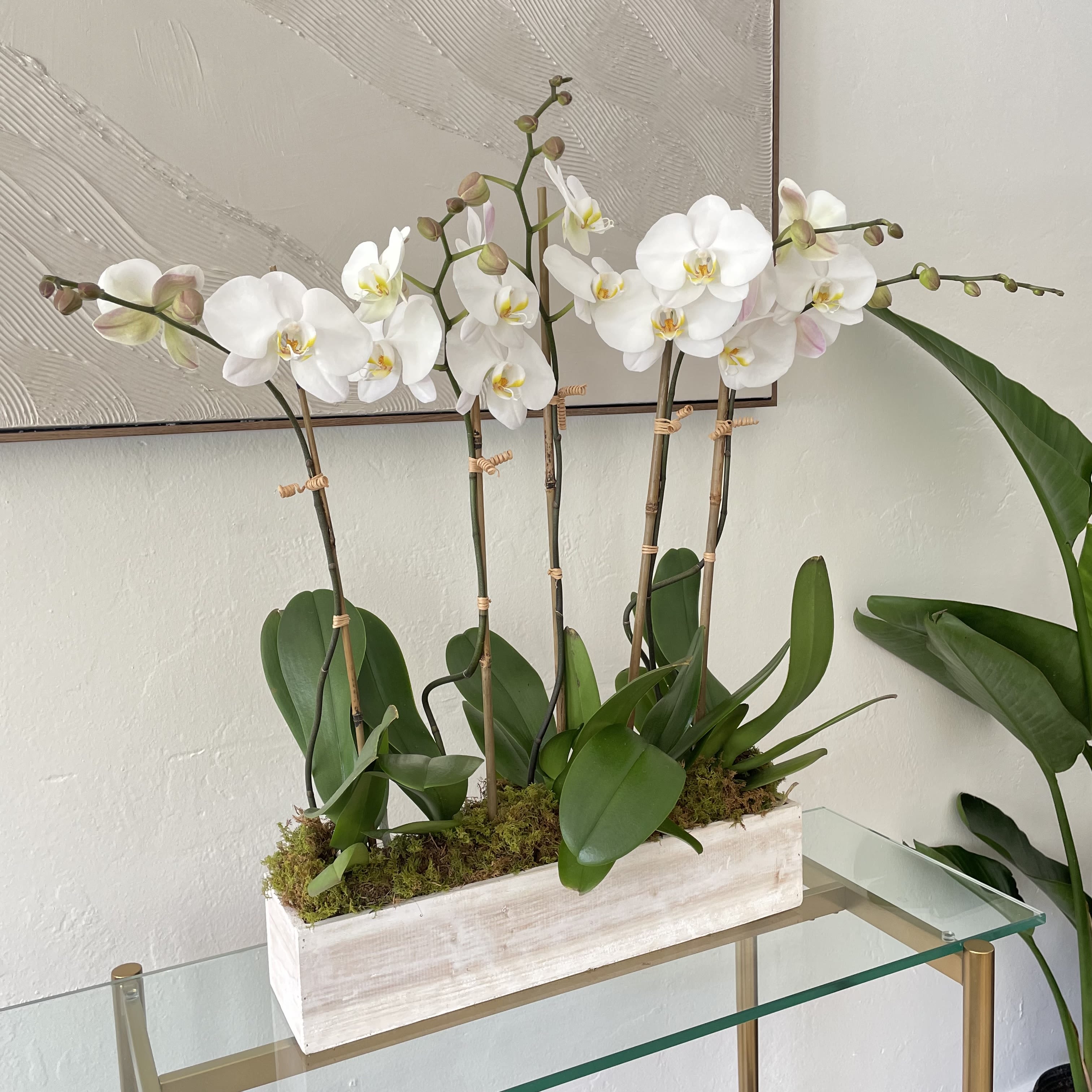 Diva - All arrangements are customizable with different colors of orchids. Flower size, shape and color will vary depending on availability and blooming cycle.