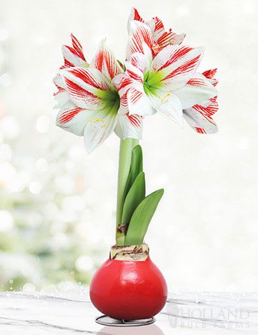 Candy Cane Waxed Amaryllis *Bulbs are currently sprouting and should bloom around Christmas *Photo for bloom color reference - Waxed amaryllis bulbs offer effortless beauty and bold seasonal color. Each bulb is hand-dipped in decorative wax and requires no soil or watering—just place it in a bright spot and watch it grow. With stunning blooms and stylish finishes, waxed amaryllis makes an ideal gift, centerpiece, or easy-care addition to any home décor. * Bulbs are currently sprouting and should bloom around Christmas