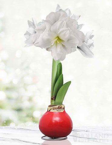 Merry &amp; Bright Waxed Amaryllis Bulb *Bulbs are currently sprouting and should bloom around Christmas *Photo for bloom color reference - Waxed amaryllis bulbs offer effortless beauty and bold seasonal color. Each bulb is hand-dipped in decorative wax and requires no soil or watering—just place it in a bright spot and watch it grow. With stunning blooms and stylish finishes, waxed amaryllis makes an ideal gift, centerpiece, or easy-care addition to any home décor. * Bulbs are currently sprouting and should bloom around Christmas