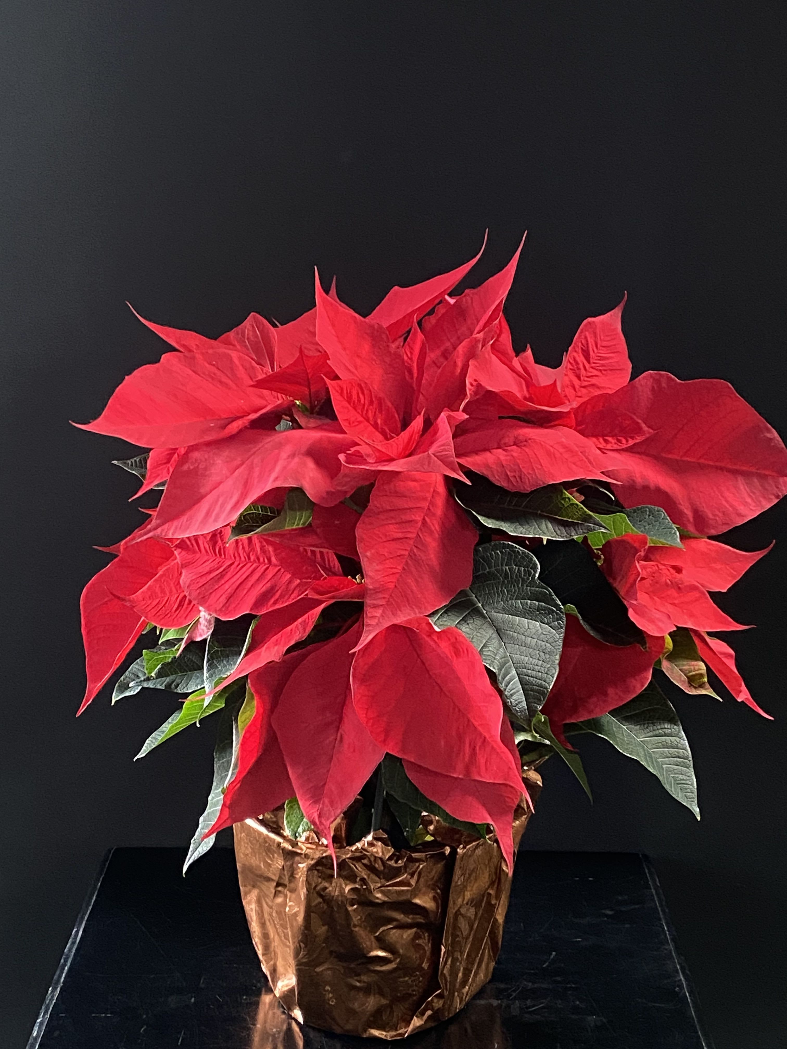 6.5&quot; Red Poinsettia  - 6.5&quot; Red Poinsettia wrapped in foil with a bow