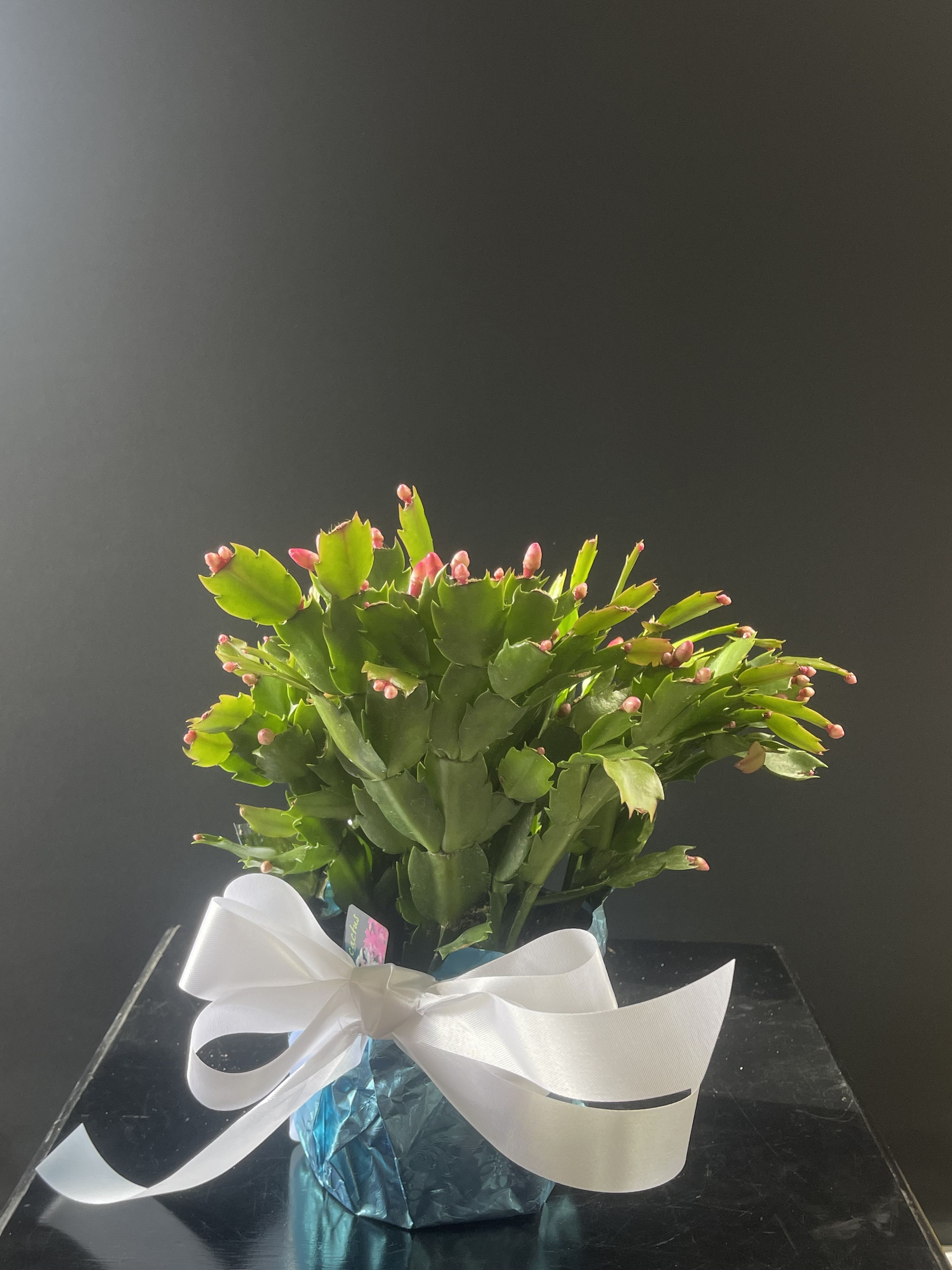 6&quot; Christmas Cactus - A Christmas cactus is a great holiday gift! They bloom throughout December making it very joyful! 