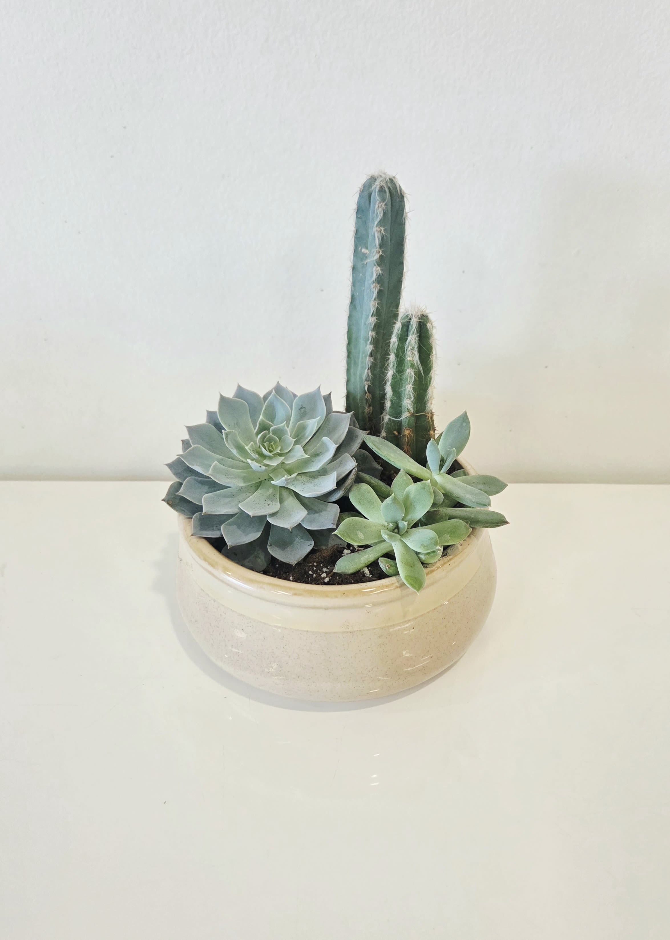 Assorted Succulent plants w/Low Pot - . 