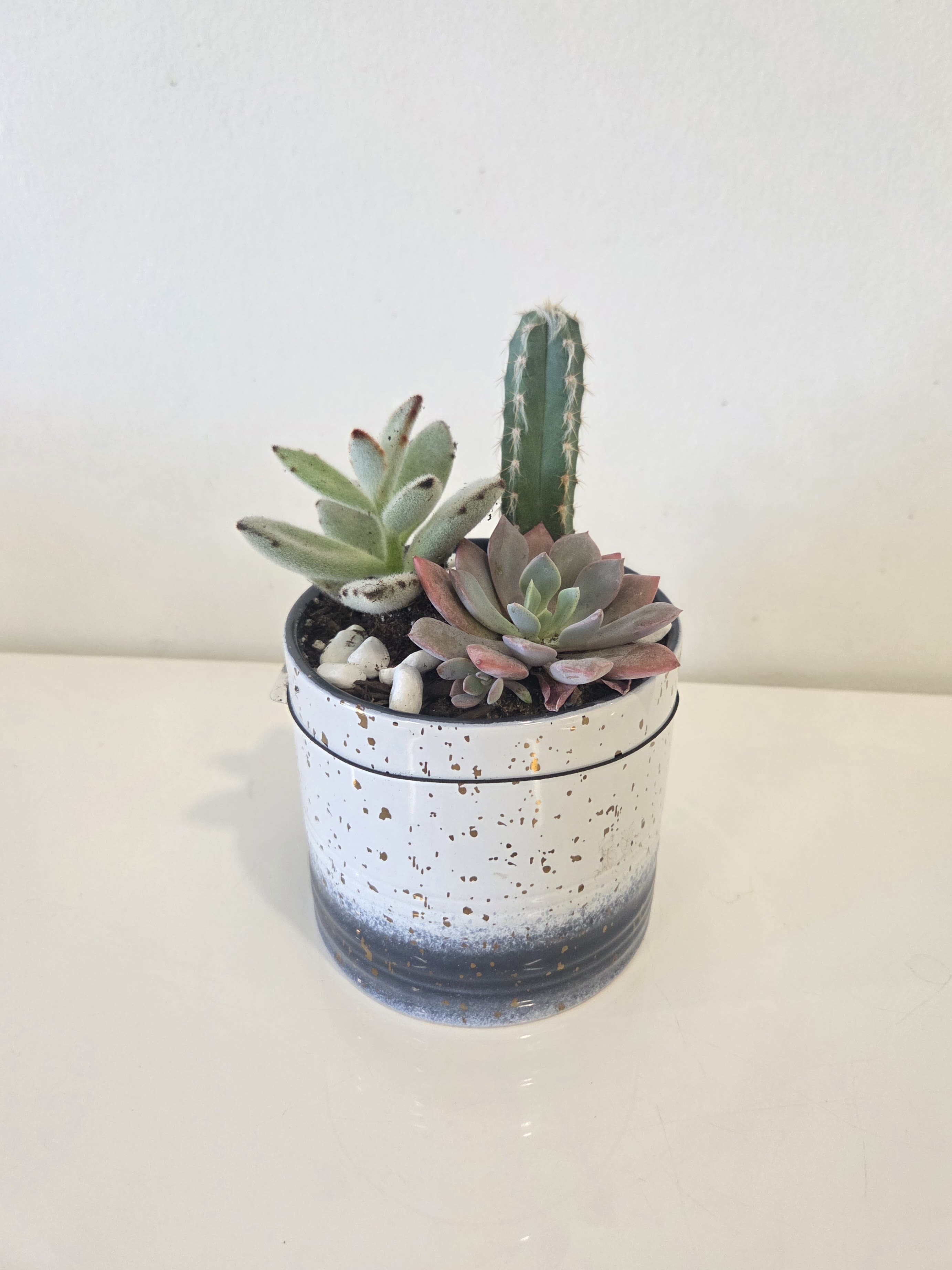 Assorted Succulent w/Blue Pot - .