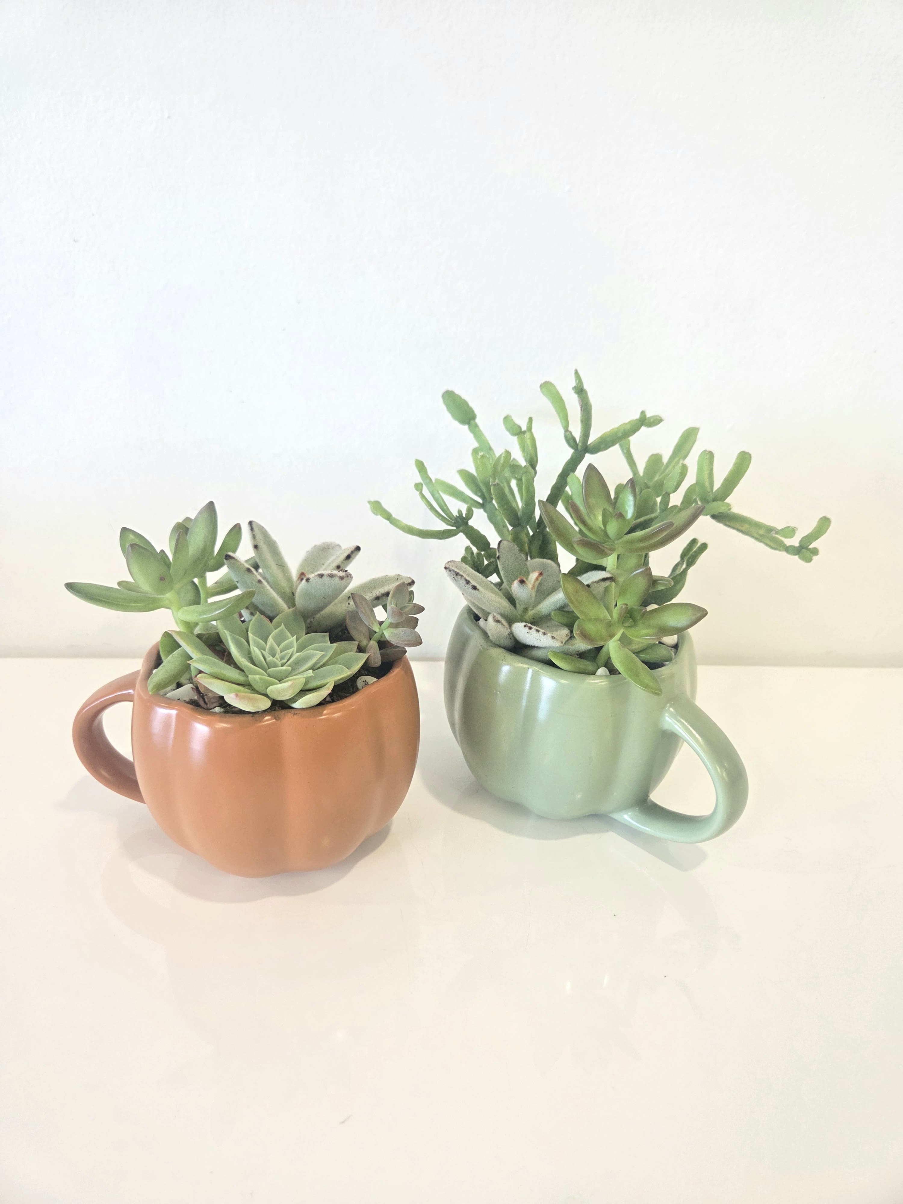Assorted Succulents w/Pumpkin Mug  Set - .