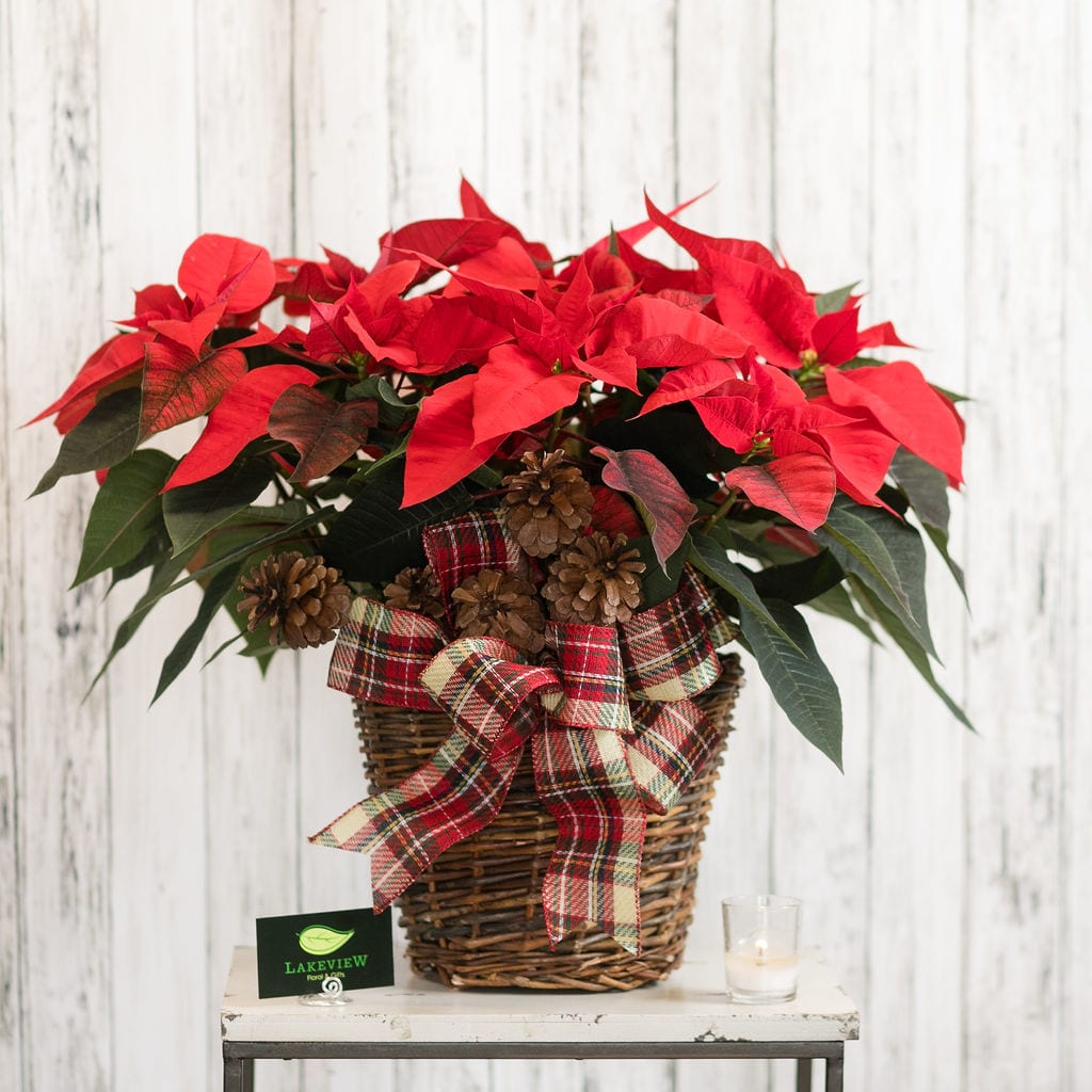 Jubilant - Send a statement this Christmas.  Delivered in a wicker basket with a festive bow and pinecone accents, this 7.5&quot; poinsettia boasts 2 plants and multiple bright red blooms!  Approximately 21&quot; Tall X 23&quot; Wide 