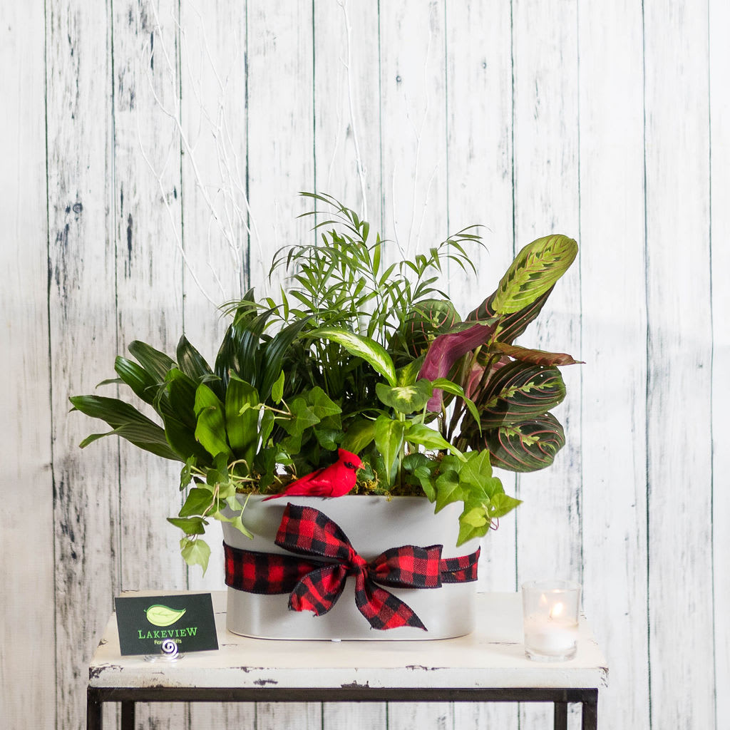 Buffalo - Lush foliage plants designed with touches of red, with a cardinal and a buffalo plaid bow. The perfect way to express holiday merriment!   Approximate Dimensions: 18&quot; W x 24 &quot; H