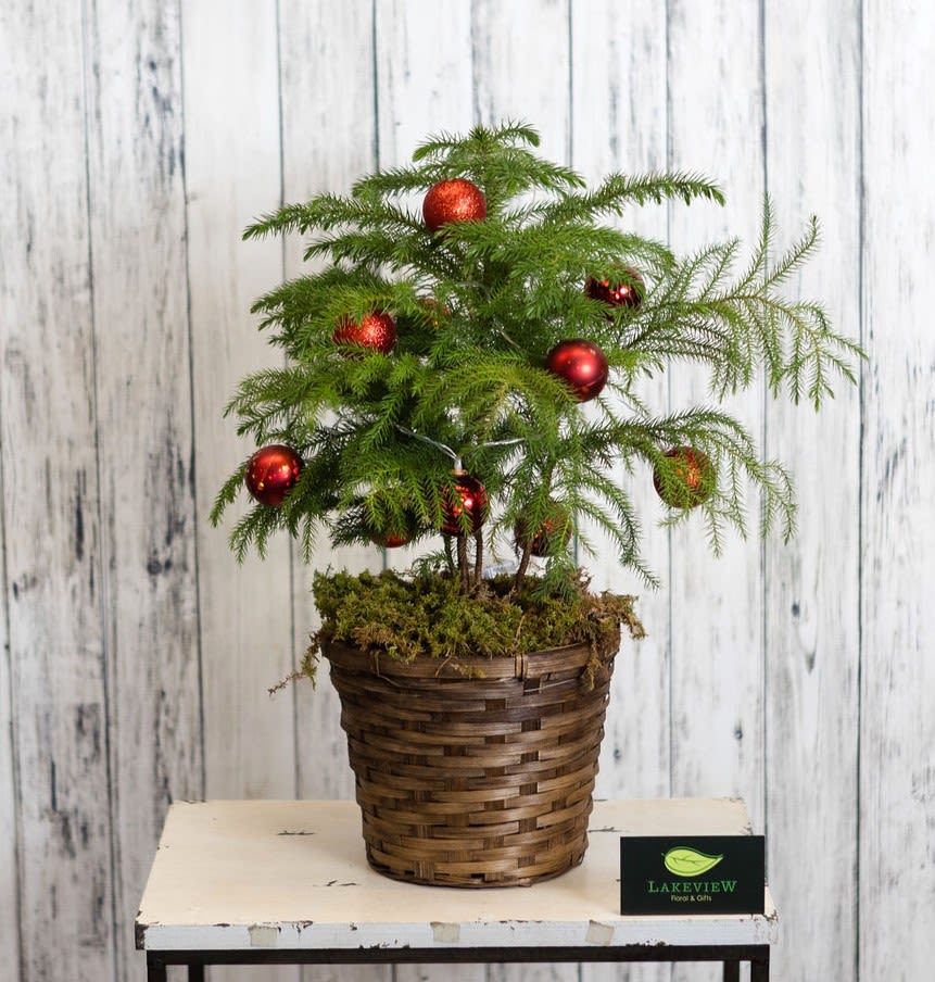 Norfolk - Bring winter flair inside with a Norfolk Island Pine, an easy care, indoor tropical pine tree.  This one is extra special with LED red ornaments added to it's branches!  Approximately 20&quot; Tall X 10&quot; Wide 