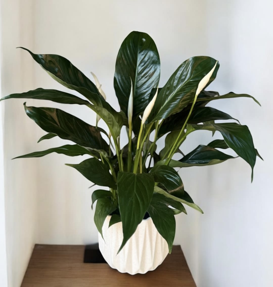 Peace Lily Plant in White Modern Ceramic Container - This Peace Lily, approximately 20-25 inches in height, offers timeless elegance to any home or office. Presented in a modern ceramic container, this spathiphyllum (Peace Lily) enhances productivity and creativity with minimal care. Ideal for Get Well, Thinking of You, housewarming, or sympathy gifts.