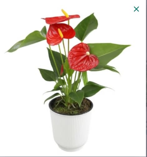 Anthurium Live Plant - Red 6" Size - Add tropical beauty to your home with the Just Add Ice 14-18" Tall Red Anthurium Live Plant in 5" Moss Topped Ceramic Pot. Known for its long-lasting blooms and also known as a flamingo flower, an anthurium is a sophisticated and elegant choice for plant decorations. Representing hospitality and love, the heart shaped pink flowers add a bright pop of color and make a beautiful addition to any space. This flamingo flower plant is an easy indoor plant! Water once per week and keep your Anthurium in a room with bright, indirect light. Care Instructions: Water your anthurium plant with six ice cubes (1/2 cup water) weekly. Keep in bright, indirect light. Temperatures in the room should remain between 65 degrees F to 85 degrees F, never below 55 degrees F. Avoid placing near drafts.