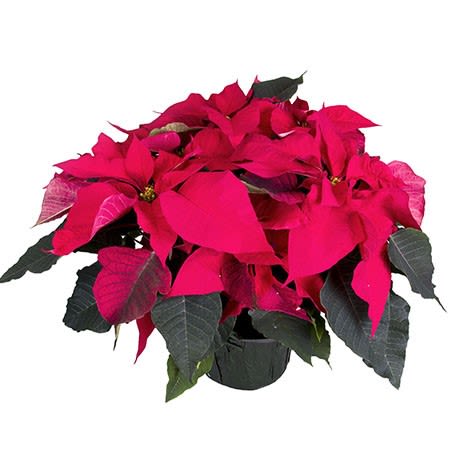 7.5 Inch MN Grown Red Poinsettia - 7.5 Inch MN Grown Red Poinsettia