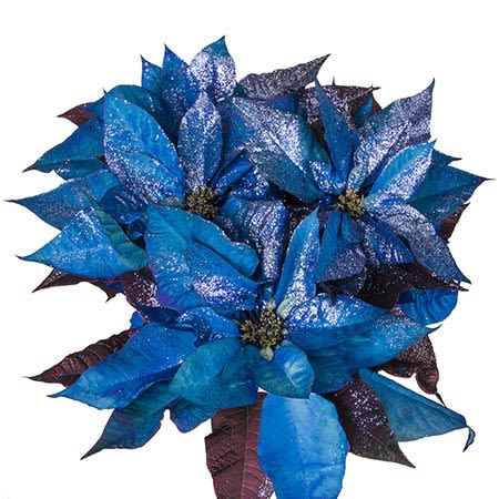 6.5 Inch MN Grown Blue Poinsettia - 6.5 Inch MN Grown Blue Poinsettia