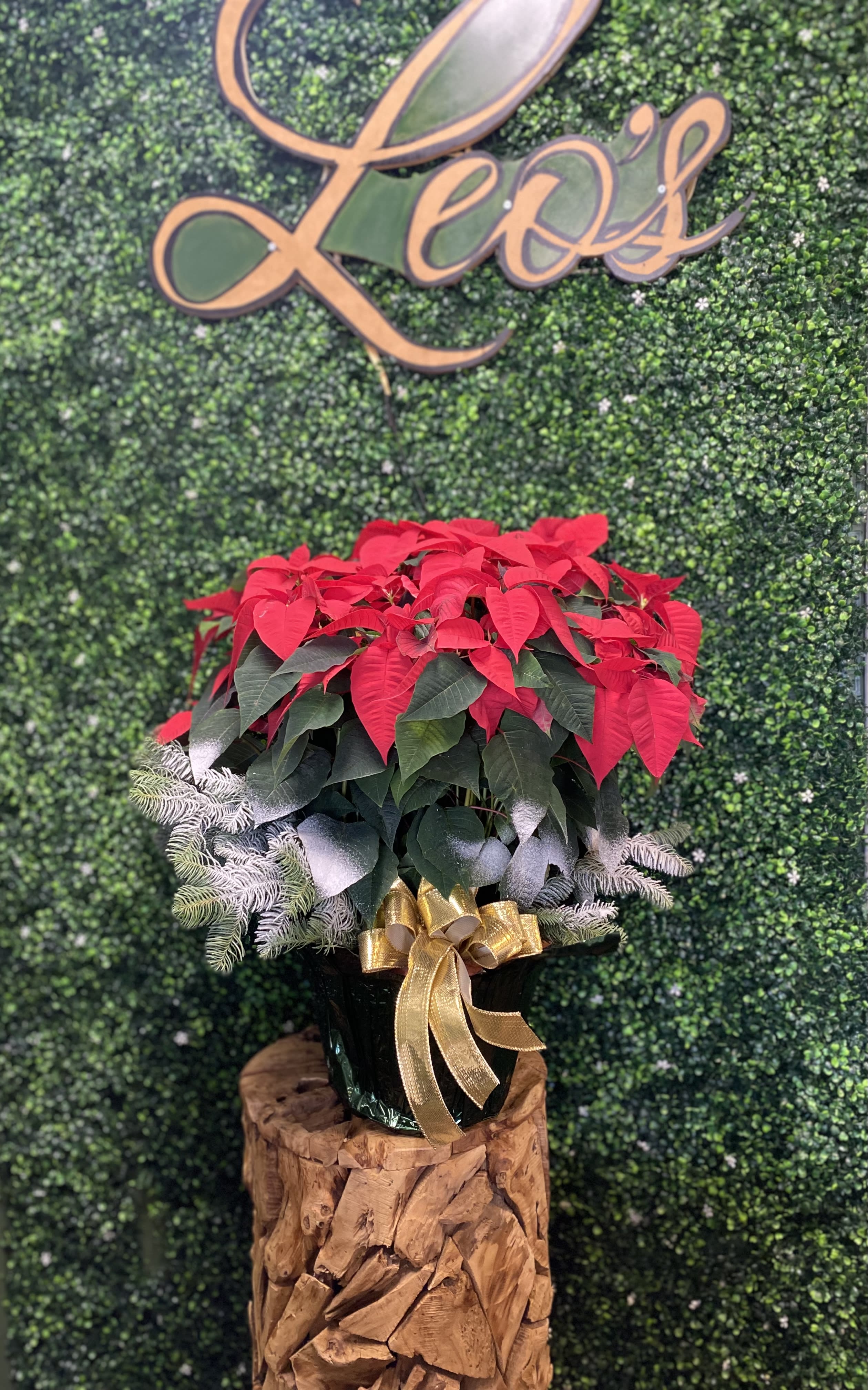 Large Poinsettia  - Nothing says the holiday season like a poinsettia plant. Spread some cheer to a friend or your loved ones with this high quality planter.